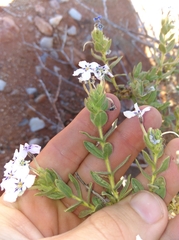 Jamesbrittenia fruticosa