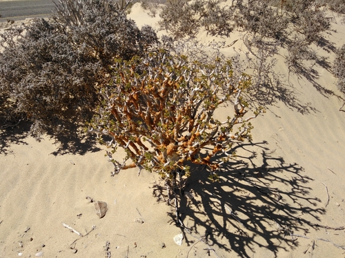 Image of Othonna furcata by (c) Brian du Preez, some rights reserved (CC BY-SA)