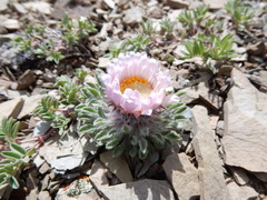 Townsendia condensata