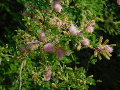 Mimosa distachya