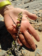 Portulacaria fruticulosa