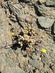 Crassothonna clavifolia