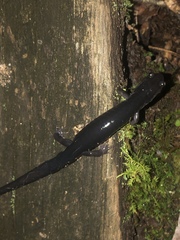 Plethodon metcalfi