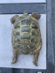 Testudo