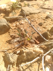 Lotononis strigillosa