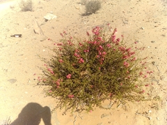 Hermannia stricta