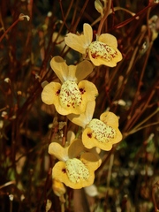 Utricularia fulva
