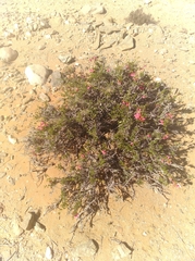 Hermannia stricta