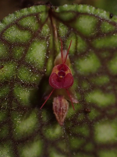 Lepanthes calodictyon, photograph 2