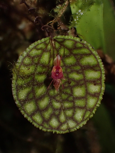 Lepanthes calodictyon, photograph 1