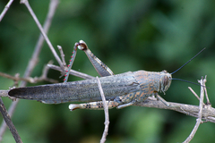 Anacridium flavescens