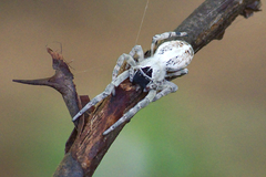 Stegodyphus sarasinorum