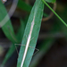 Didymocorypha lanceolata - Photo (c) Subash Jeyan, algunos derechos reservados (CC BY-NC), subido por Subash Jeyan