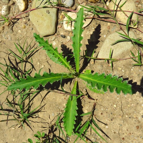 Wavyleaf blazingstar (Mentzelia albescens)