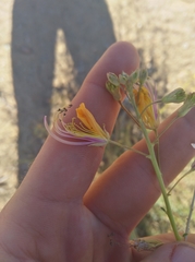 Cleome foliosa lutea