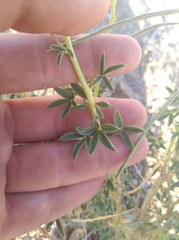 Cleome foliosa lutea