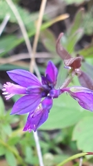 Polygala wolfgangiana