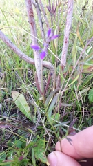 Polygala wolfgangiana