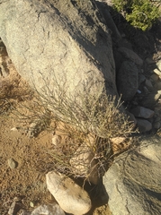 Indigofera nudicaulis