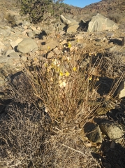 Menodora juncea