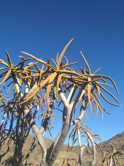 Aloidendron ramosissimum