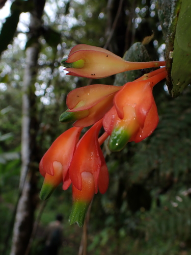Gualicon (Macleania pentaptera)