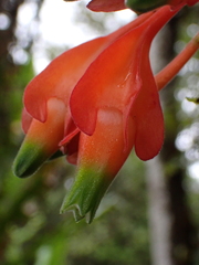 Nolan Exe, CC BY, iNaturalist via GBIF Macleania pentaptera, photograph Nolan Exe, CC BY, iNaturalist via GBIF