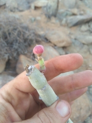 Euphorbia dregeana