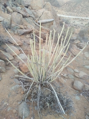 Euphorbia dregeana