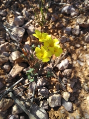 Oxalis copiosa