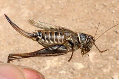 Montana stricta