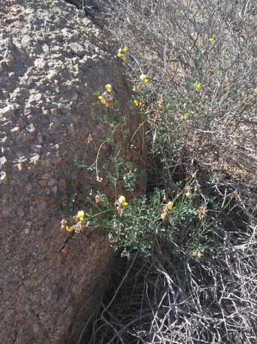 Image of Richters Rattlepod (Crotalaria pearsonii) by (c) Brian du Preez, some rights reserved (CC BY-SA)
