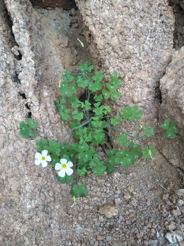 Image of Window Sorrel (Oxalis fenestrata) by (c) Brian du Preez, some rights reserved (CC BY-SA)