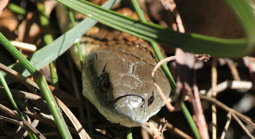 Tiger Snake sighting