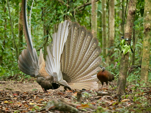 Great Argus (Argusianus argus), photo 4