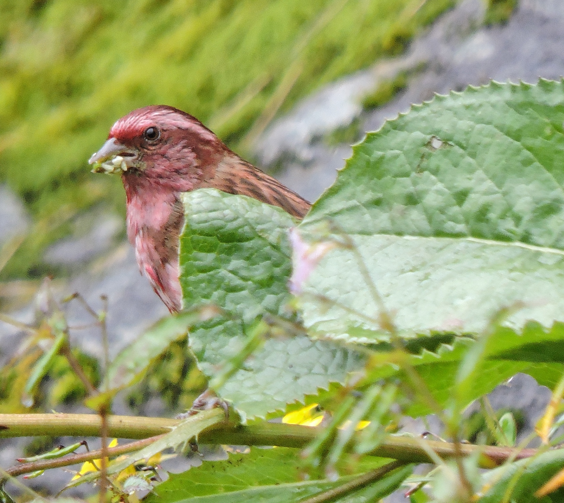 Pink-browed Rosefinch