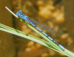 Argia tarascana