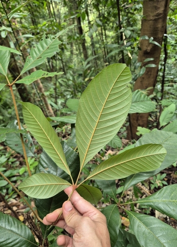 Heritiera simplicifolia observed 2025-05-20