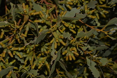 Eucalyptus utilis