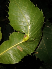 Dryocosmus kuriphilus