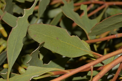 Eucalyptus utilis