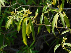 Vallesia laciniata