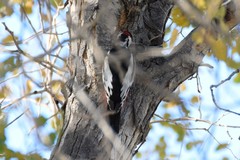 Dendrocopos leucopterus