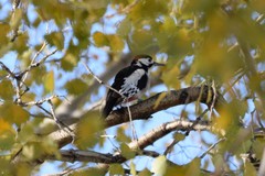 Dendrocopos leucopterus
