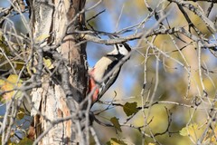 Dendrocopos leucopterus