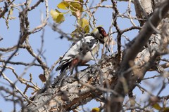 Dendrocopos leucopterus