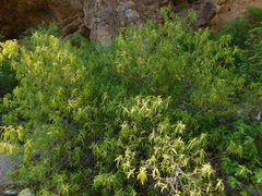 Vallesia laciniata
