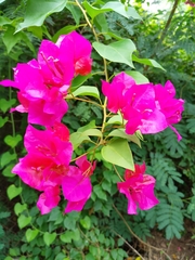 Bougainvillea