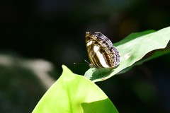 Neptis nemetes