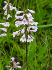 Penstemon laevigatus